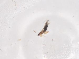  ( - CBG-B02775-F06)  @11 [ ] CreativeCommons - Attribution Share - Alike (2025) Centre for Biodiversity Genomics Centre for Biodiversity Genomics