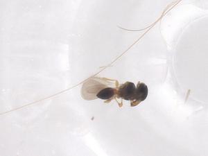  (Sarcophaga seniorwhitei - CBG-B04410-D09)  @11 [ ] CreativeCommons - Attribution Share - Alike (2025) Centre for Biodiversity Genomics Centre for Biodiversity Genomics