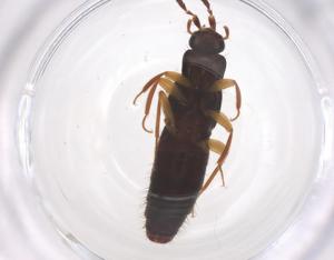  ( - CBG-B04413-D01)  @11 [ ] CreativeCommons - Attribution Share - Alike (2025) Centre for Biodiversity Genomics Centre for Biodiversity Genomics