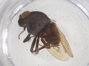  ( - CBG-B04414-G02)  @11 [ ] CreativeCommons - Attribution Share - Alike (2025) Centre for Biodiversity Genomics Centre for Biodiversity Genomics