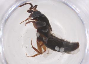  ( - CBG-B04415-D04)  @11 [ ] CreativeCommons - Attribution Share - Alike (2025) Centre for Biodiversity Genomics Centre for Biodiversity Genomics