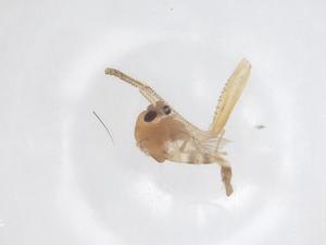  ( - CBG-B04883-D05)  @11 [ ] CreativeCommons - Attribution Share - Alike (2025) Centre for Biodiversity Genomics Centre for Biodiversity Genomics