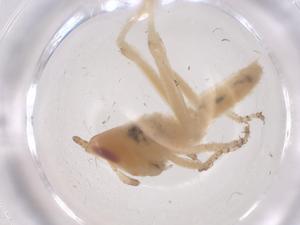  ( - CBG-B05130-G03)  @11 [ ] CreativeCommons - Attribution Share - Alike (2025) Centre for Biodiversity Genomics Centre for Biodiversity Genomics