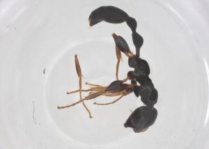  ( - CBG-B05131-B08)  @11 [ ] CreativeCommons - Attribution Share - Alike (2025) Centre for Biodiversity Genomics Centre for Biodiversity Genomics