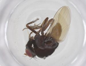  ( - CBG-B05131-D05)  @11 [ ] CreativeCommons - Attribution Share - Alike (2025) Centre for Biodiversity Genomics Centre for Biodiversity Genomics