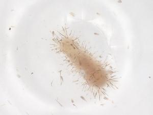  ( - CBG-B15337-C09)  @11 [ ] CreativeCommons - Attribution Share - Alike (2025) Centre for Biodiversity Genomics Centre for Biodiversity Genomics