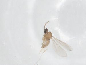  ( - CBG-B15342-D10)  @11 [ ] CreativeCommons - Attribution Share - Alike (2025) Centre for Biodiversity Genomics Centre for Biodiversity Genomics