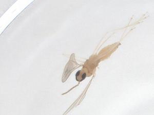  ( - CBG-B15345-C02)  @11 [ ] CreativeCommons - Attribution Share - Alike (2025) Centre for Biodiversity Genomics Centre for Biodiversity Genomics