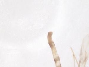  ( - CBG-B15348-A11)  @11 [ ] CreativeCommons - Attribution Share - Alike (2025) Centre for Biodiversity Genomics Centre for Biodiversity Genomics