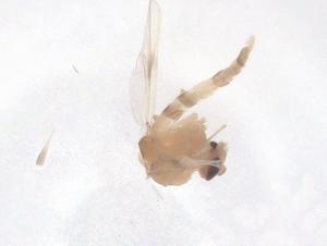  ( - CBG-B15667-D01)  @11 [ ] CreativeCommons - Attribution Share - Alike (2025) Centre for Biodiversity Genomics Centre for Biodiversity Genomics