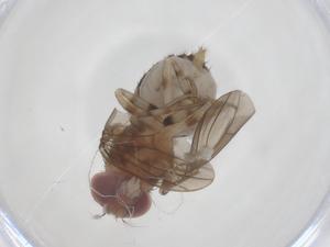  ( - CBG-B15672-F08)  @11 [ ] CreativeCommons - Attribution Share - Alike (2025) Centre for Biodiversity Genomics Centre for Biodiversity Genomics