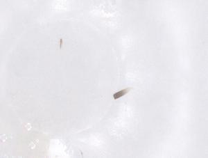  ( - CBG-B15674-A07)  @11 [ ] CreativeCommons - Attribution Share - Alike (2025) Centre for Biodiversity Genomics Centre for Biodiversity Genomics