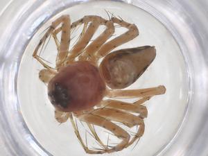  ( - CBG-B15676-A04)  @11 [ ] CreativeCommons - Attribution Share - Alike (2025) Centre for Biodiversity Genomics Centre for Biodiversity Genomics