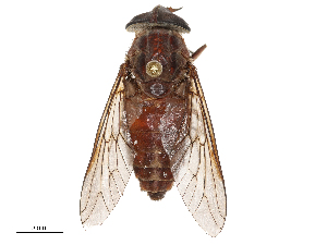  ( - CBG-B15688-G11)  @11 [ ] CreativeCommons - Attribution Share - Alike (2025) CBG Photography Group Centre for Biodiversity Genomics