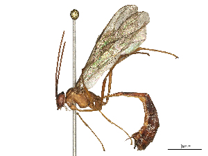  (Enicospilus javanus - CBG-B15688-H09)  @11 [ ] CreativeCommons - Attribution Share - Alike (2025) CBG Photography Group Centre for Biodiversity Genomics
