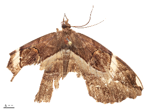  ( - CBG-B21847-E12)  @11 [ ] CreativeCommons - Attribution Share - Alike (2025) CBG Photography Group Centre for Biodiversity Genomics