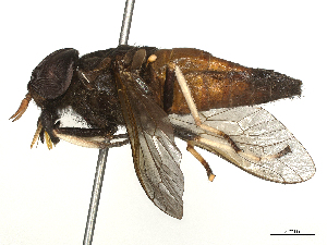  ( - CBG-B21855-E12)  @11 [ ] CreativeCommons - Attribution Share - Alike (2025) CBG Photography Group Centre for Biodiversity Genomics