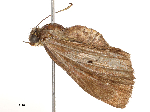  ( - CBG-B21855-F08)  @11 [ ] CreativeCommons - Attribution Share - Alike (2025) CBG Photography Group Centre for Biodiversity Genomics