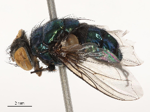  (Lucilia papuensis - CBG-B21856-D10)  @11 [ ] CreativeCommons - Attribution Share - Alike (2025) CBG Photography Group Centre for Biodiversity Genomics