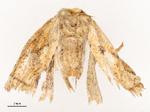  ( - CBG-B21856-F09)  @11 [ ] CreativeCommons - Attribution Share - Alike (2025) CBG Photography Group Centre for Biodiversity Genomics