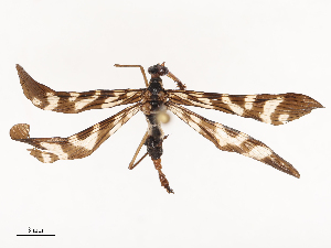  ( - CBG-B21856-G01)  @11 [ ] CreativeCommons - Attribution Share - Alike (2025) CBG Photography Group Centre for Biodiversity Genomics