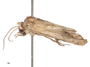  ( - CBG-B21857-B03)  @11 [ ] CreativeCommons - Attribution Share - Alike (2025) CBG Photography Group Centre for Biodiversity Genomics