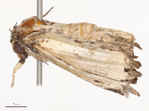  ( - CBG-B21857-C02)  @11 [ ] CreativeCommons - Attribution Share - Alike (2025) CBG Photography Group Centre for Biodiversity Genomics
