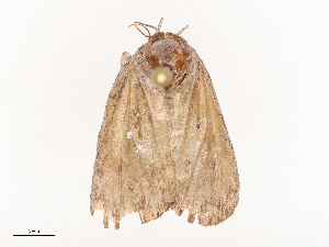  ( - CBG-B21857-D06)  @11 [ ] CreativeCommons - Attribution Share - Alike (2025) CBG Photography Group Centre for Biodiversity Genomics