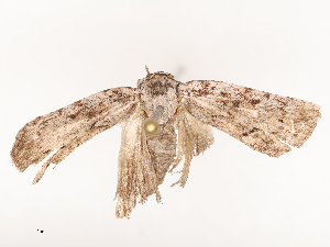  ( - CBG-B21857-E06)  @11 [ ] CreativeCommons - Attribution Share - Alike (2025) CBG Photography Group Centre for Biodiversity Genomics