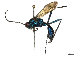  ( - CBG-B21857-G04)  @11 [ ] CreativeCommons - Attribution Share - Alike (2025) CBG Photography Group Centre for Biodiversity Genomics