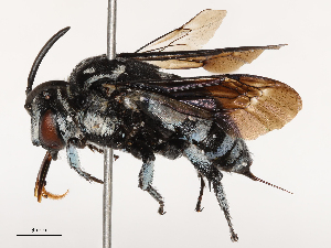  (Thyreus callurus - CBG-B21858-A06)  @11 [ ] CreativeCommons - Attribution Share - Alike (2025) CBG Photography Group Centre for Biodiversity Genomics