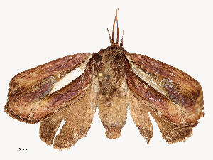  ( - CBG-B21858-A11)  @11 [ ] CreativeCommons - Attribution Share - Alike (2025) CBG Photography Group Centre for Biodiversity Genomics