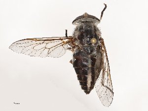  ( - CBG-B21858-C03)  @11 [ ] CreativeCommons - Attribution Share - Alike (2025) CBG Photography Group Centre for Biodiversity Genomics