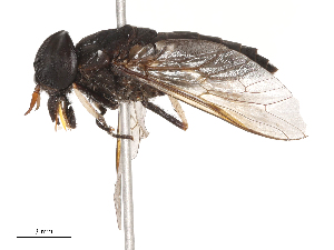  ( - CBG-B21861-A01)  @11 [ ] CreativeCommons - Attribution Share - Alike (2025) CBG Photography Group Centre for Biodiversity Genomics