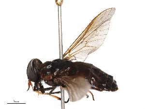  (Tabanus ceylonicus - CBG-B21861-A06)  @11 [ ] CreativeCommons - Attribution Share - Alike (2025) CBG Photography Group Centre for Biodiversity Genomics