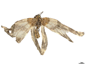  ( - CBG-B21861-B07)  @11 [ ] CreativeCommons - Attribution Share - Alike (2025) CBG Photography Group Centre for Biodiversity Genomics