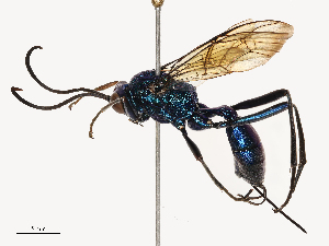  ( - CBG-B21863-E12)  @11 [ ] CreativeCommons - Attribution Share - Alike (2025) CBG Photography Group Centre for Biodiversity Genomics