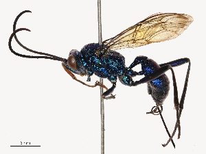  ( - CBG-B21863-F01)  @11 [ ] CreativeCommons - Attribution Share - Alike (2025) CBG Photography Group Centre for Biodiversity Genomics