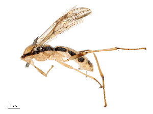  (Aleiodes divergerus - CBG-B21864-D08)  @11 [ ] CreativeCommons - Attribution Share - Alike (2025) CBG Photography Group Centre for Biodiversity Genomics