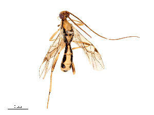  ( - CBG-B21864-D09)  @11 [ ] CreativeCommons - Attribution Share - Alike (2025) CBG Photography Group Centre for Biodiversity Genomics