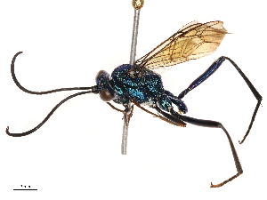  ( - CBG-B21864-F09)  @11 [ ] CreativeCommons - Attribution Share - Alike (2025) CBG Photography Group Centre for Biodiversity Genomics