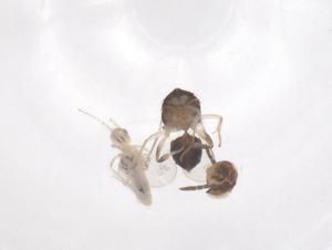  ( - CBG-B21867-D12)  @11 [ ] CreativeCommons - Attribution Share - Alike (2025) Centre for Biodiversity Genomics Centre for Biodiversity Genomics