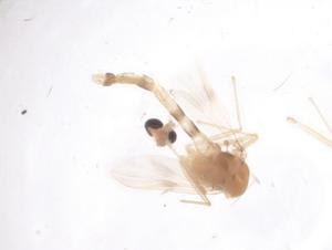  ( - CBG-B21917-H01)  @11 [ ] CreativeCommons - Attribution Share - Alike (2025) Centre for Biodiversity Genomics Centre for Biodiversity Genomics