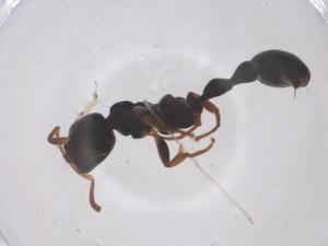  ( - CBG-B21926-G09)  @11 [ ] CreativeCommons - Attribution Share - Alike (2025) Centre for Biodiversity Genomics Centre for Biodiversity Genomics