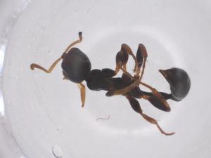  ( - CBG-B21926-G10)  @11 [ ] CreativeCommons - Attribution Share - Alike (2025) Centre for Biodiversity Genomics Centre for Biodiversity Genomics