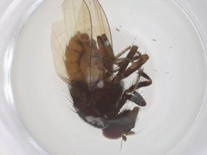  ( - CBG-B21932-A02)  @11 [ ] CreativeCommons - Attribution Share - Alike (2025) Centre for Biodiversity Genomics Centre for Biodiversity Genomics