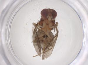  ( - CBG-B21933-H06)  @11 [ ] CreativeCommons - Attribution Share - Alike (2025) Centre for Biodiversity Genomics Centre for Biodiversity Genomics