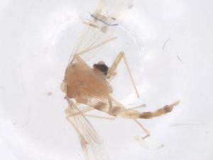  ( - CBG-B22361-E11)  @11 [ ] CreativeCommons - Attribution Share - Alike (2025) Centre for Biodiversity Genomics Centre for Biodiversity Genomics