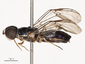  ( - CBG-B22366-A03)  @11 [ ] CreativeCommons - Attribution Share - Alike (2025) CBG Photography Group Centre for Biodiversity Genomics