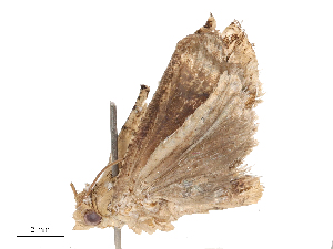  ( - CBG-B22366-D09)  @11 [ ] CreativeCommons - Attribution Share - Alike (2025) CBG Photography Group Centre for Biodiversity Genomics